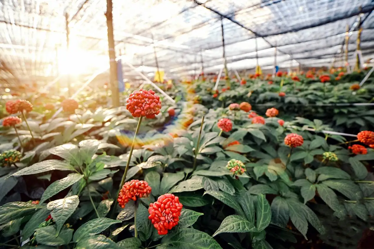 Vùng nguyên liệu tam thất vùng cao Tây Bắc
