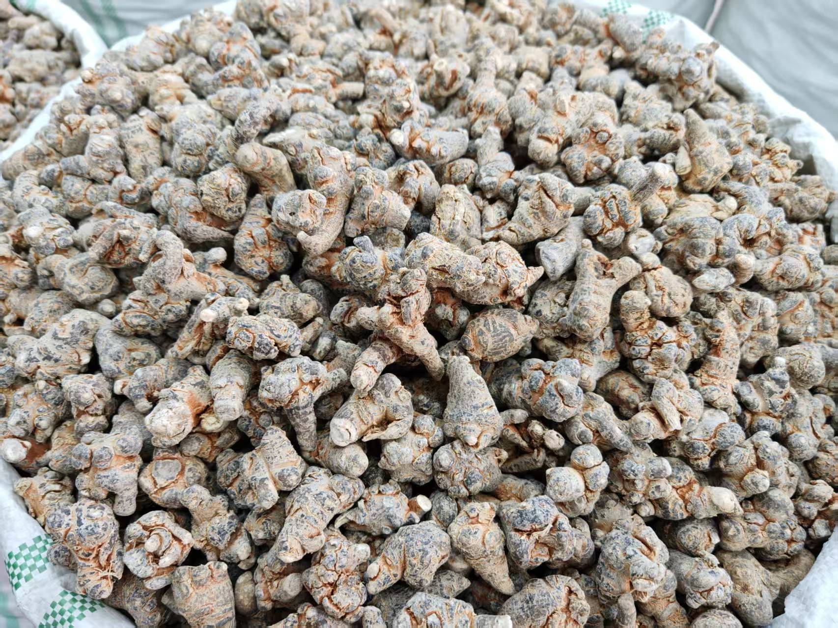Củ tam thất bắc chuẩn vùng cao với lớp vỏ xù xì tự nhiên tại Mộc Xanh